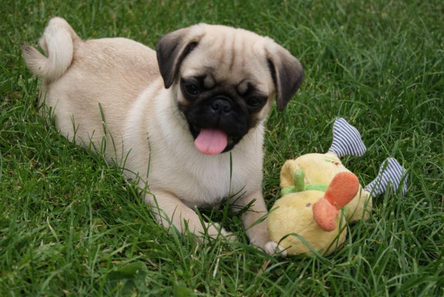 Puc heeft een mooie pug meisje
