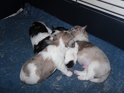 chihuahua pups merels en effen kleur 700 euro