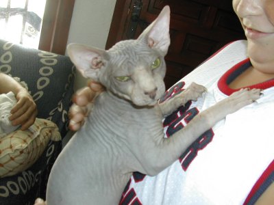 sphynx kittens zoeken dringend baasje 