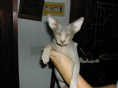 sphynx kittens zoeken dringend baasje 