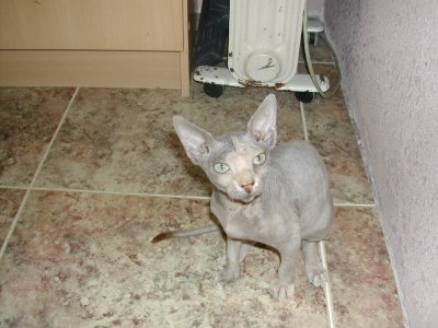 sphynx kittens zoeken dringend baasje 