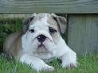 gezonde Engels bulldog voor aanneming.