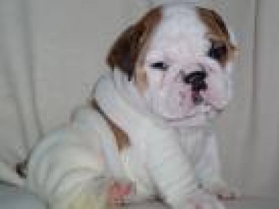 gezonde Engels bulldog voor aanneming.