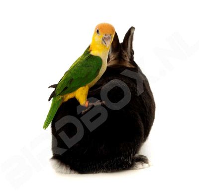 Nog Nooit was het Trainen van Je Papegaai zo Eenvoudig!