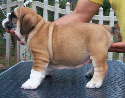 Prachtige Engels Bulldog Pups Voor Adoptie