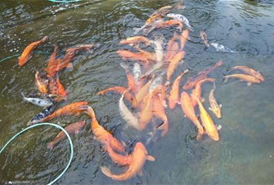 Kois & steuren vanaf 30 euro per kg