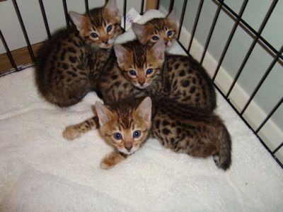 Bengalen en Savannah katten klaar om te gaan ..