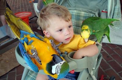 Nog Nooit was het Trainen van Je Papegaai zo Eenvoudig!