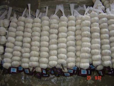  Verse kwaliteit Gember, Garlic, rode ui en peper te koop