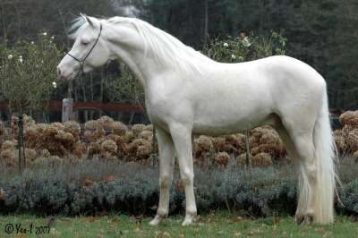 Halfbloed cremello hengst te koop