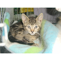 Particuliere verkoop van schattige kruisingskittens!