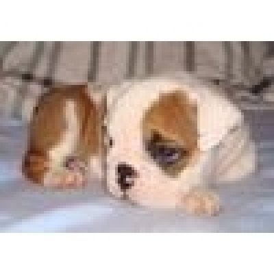 Engels buldogpuppy voor verkoop