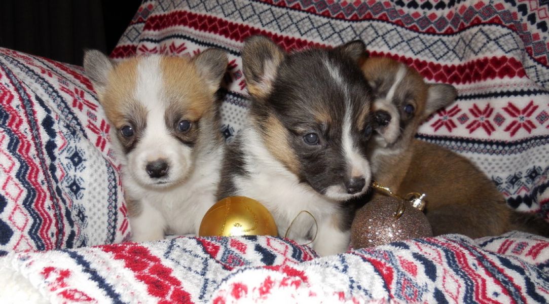 Welsh corgi pembroke pups