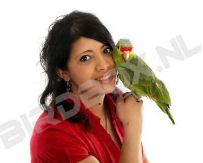 Nog Nooit was het Trainen van Je Papegaai zo Eenvoudig!