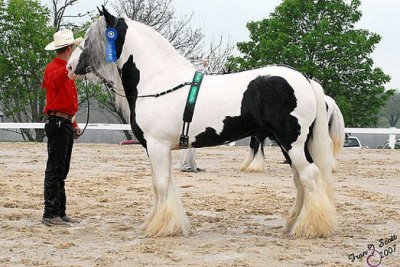 vijf jaar oud Tinker te koop