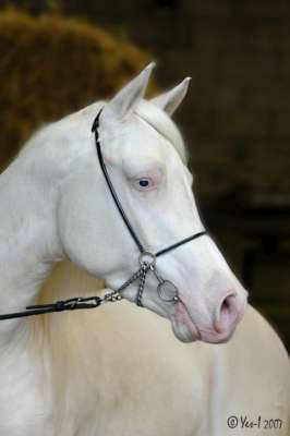 Halfbloed cremello hengst te koop