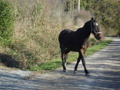 Romantische B&B in Frankrijk, Auvergne