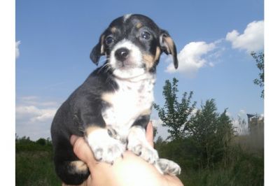 Prachtig Chihuahua Pupje te koop