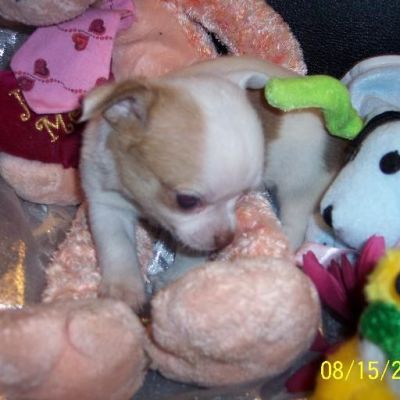 Mooie Chihuahua pups.