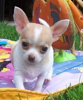 chihuahua pups voor adoptie