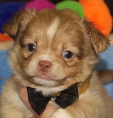  Prachtig langharig  chihuahua pups