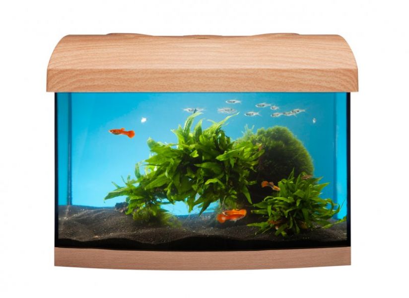 Aquariumstunter het adres voor uw aquarium,vijver en terrarium toebehoren.