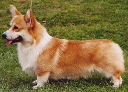 Welsh corgi pembroke pups