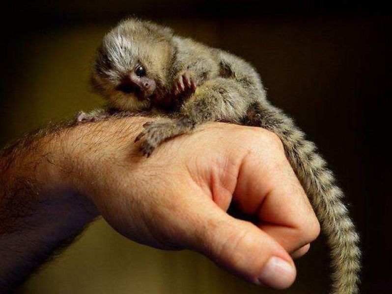 Baby marmoset apen voor adoptie. 