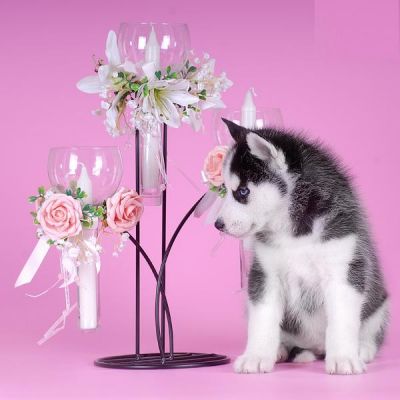 Siberische Husky pups met FCI papieren!