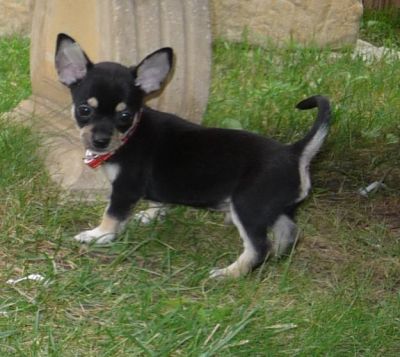 Zindelijk chihuahua pups voor adoptie