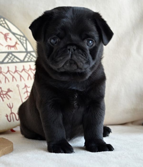 Supermooie mops pups! 