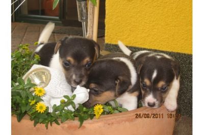 mooie jack russel pups