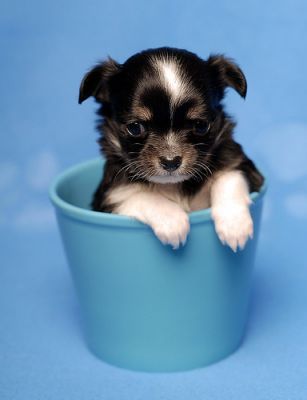 eer kleine mini chihuahua pups