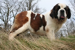 Sint bernard pups met stamboom verwacht