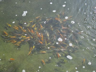 Baby koi's van 7 tot 10 cm aan 1,20 euro per stuk