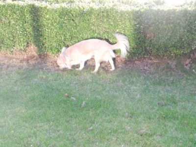 zeer lieve chihuahua