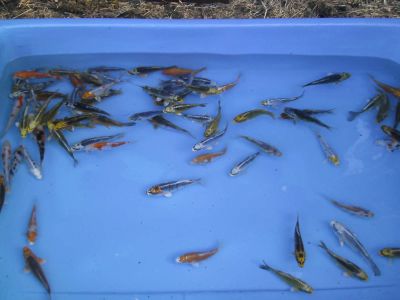 Baby koi's van 7 tot 10 cm aan 1,20 euro per stuk