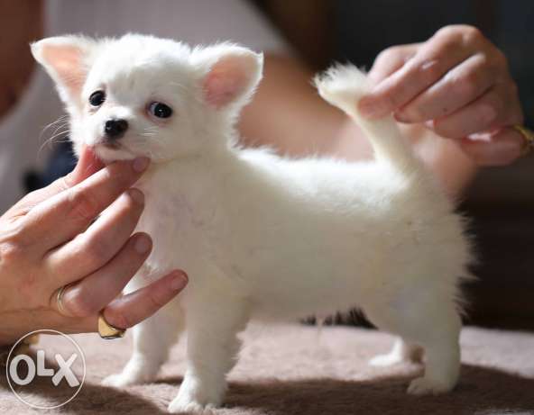 Chihuahua Puppies Te Koop