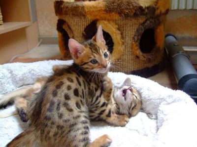 Sweet rasechte Bengaalse kittens op zoek naar nieuw thuis