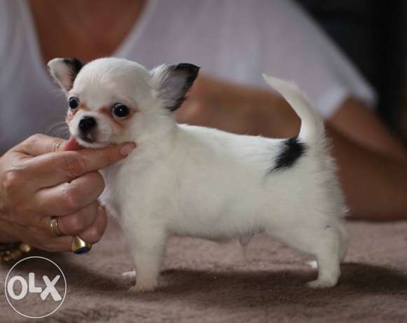 Chihuahua Puppies Te Koop
