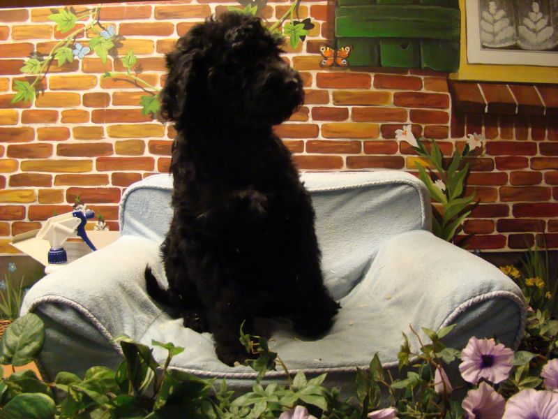 Labradoodle pups medium en mini