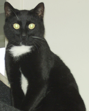 Kattenbescherming Nederland zoekt gast gezinnen