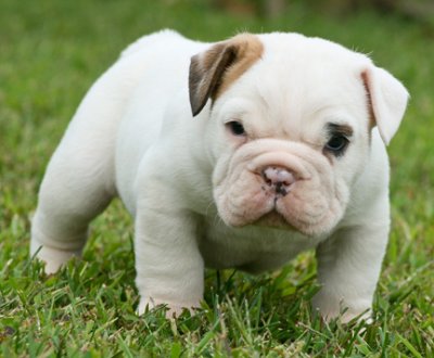 200€ Mooie Engels Bulldog Puppies 