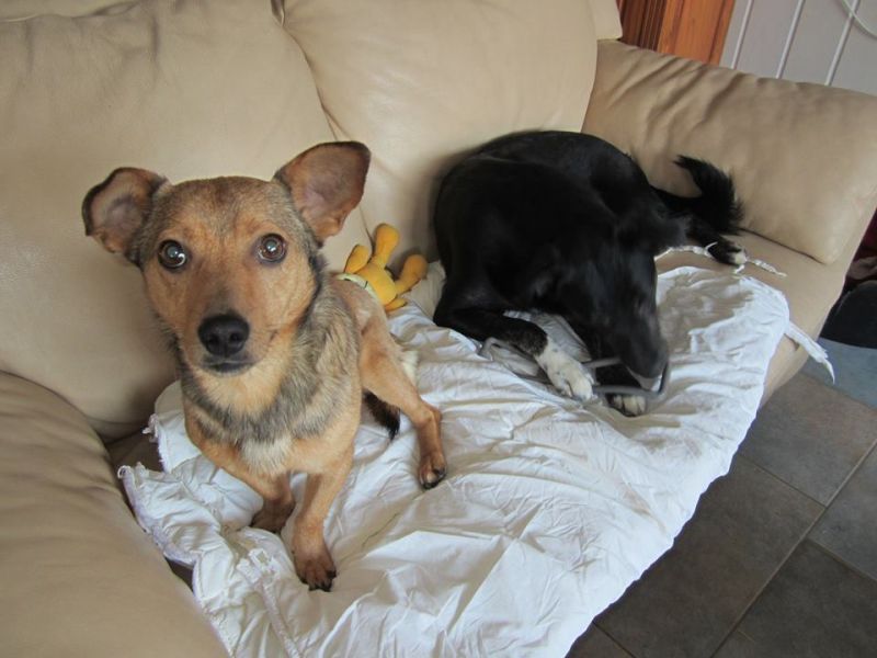 Simon zoekt een eigen mandje