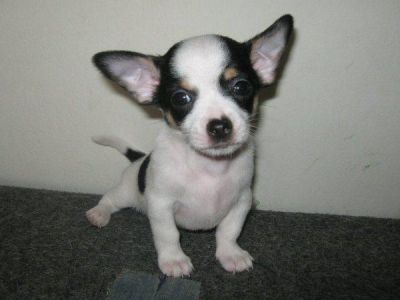 Mooie Chihuahua pups.