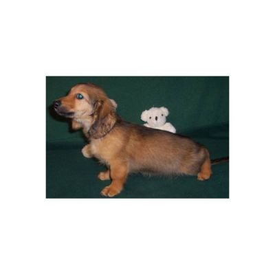 Miniatuur Teckels te koop