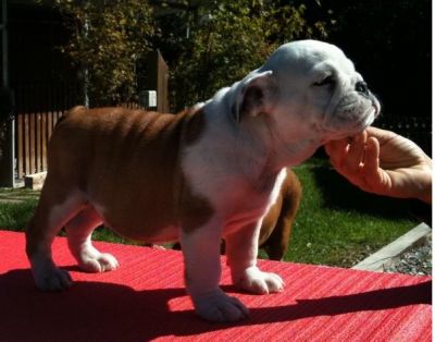 Engelse Bulldog pups
