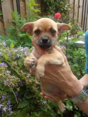 Te koop Chihuahua reutje.