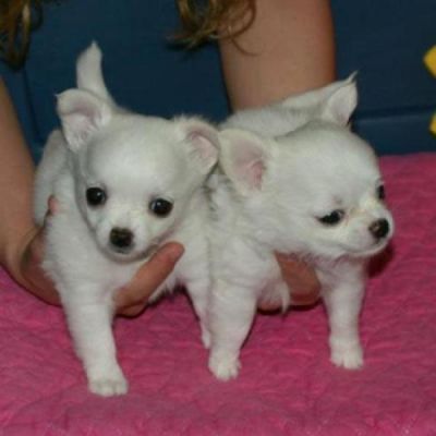 eer kleine mini chihuahua pups