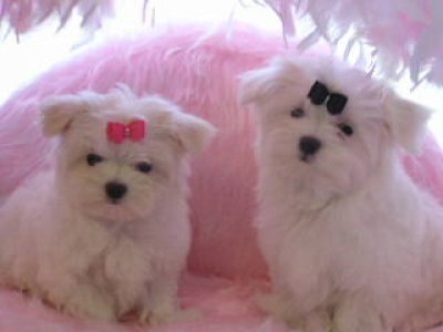 Twee Geregistreerd Maltese Puppies beschikbaar voor adoptie,